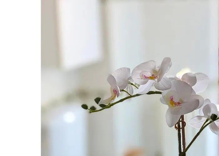 Casa Multicolor 文蒂米利亚